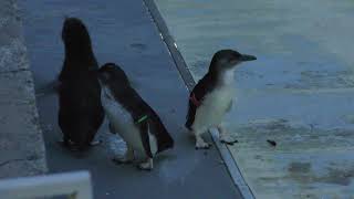 フェアリーペンギン (葛西臨海水族園・夜の不思議の水族園) 2018年8月16日