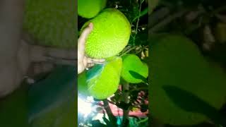 ചെറിയ മരത്തിൽ എത്ര ചക്കയാ#jackfruit#tree#fruit#kerala#viral#satisfying