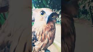 Dangerous Owl Sound owl Short Video #owlsound # #angryowl #angrybird #wildlife #owl #nature #birds