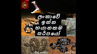 ලංකාවේ ඉන්න භයානකම සර්පයෝ 7 දෙනා | උග්‍ර විෂ තියෙන ලංකාවේ සර්පයෝ