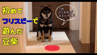 【豆柴】初めてフリスビーで遊んだ柴犬【柴犬】Shiba Inu playing Frisbee for the first time