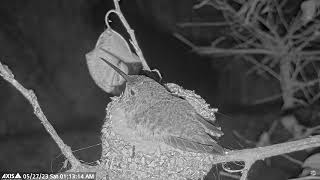 Olive's leaves the nest at night, first time ever, she fights a Monitor Lizard. Very Scary Stuff!