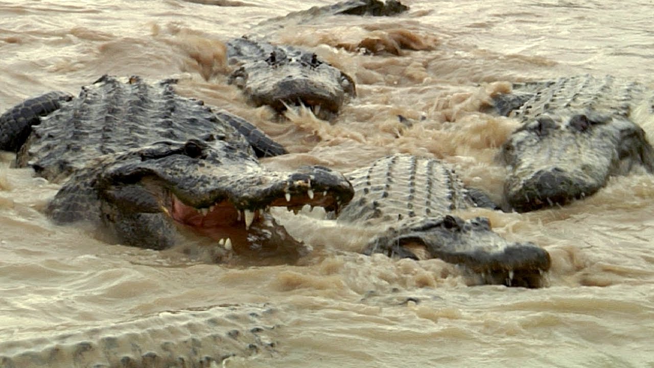 Alligators Fight Over Dead Python 01, Time Lapse Speed X1 - YouTube