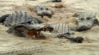 Alligators fight over dead Python 01, Time Lapse Speed x1