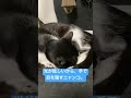 光が眩しいから、手で目を隠すニャンコ。 高評価 cat ねこねこ ねこ動画 ねこ ねこねこちゃんねる ネコ動画 猫のいる暮らし