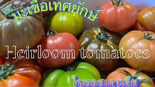 Vdo 100 พามาดูมะเขือเทศยักษ์ มะเขือเทศสีรุ้ง ในออสเตรเลีย ( Heirloom Tomatoes)