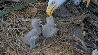 Elder eaglets awake late for breakfast and angry on CE13 | Captiva Eagle Cam | Jan 1, 2025