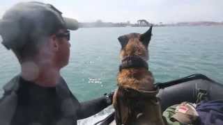 1st MSOB Multi-Purpose Canine Team Participates in Amphibious Training