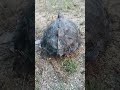 Jumpa Kura-kura Kolam Besar, di Pasir Mas, Kelantan. (Finding Giant Asian Pond Turtle, in Malaysia).