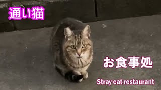 窓の前で待ってたの　通い猫　野良猫アメショちゃんのお食事処　 stray cat Restaurant