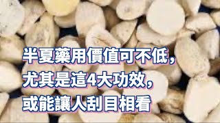 【小霞・家味美食】 半夏藥用價值可不低，尤其是這4大功效，或能讓人刮目相看