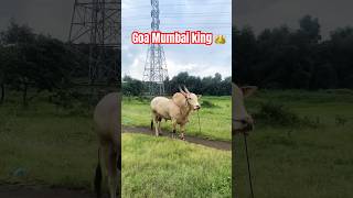 Goa Mumbai king 👑 naav comment मध्ये सांगा 🚩 #bullfightmaharashtra #goa #bull #bailgadasharyat