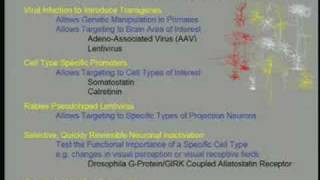 Towards an Understanding of Cortical Function: Problems and