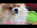 『gr86』blitzエアクリーナー👀取り付け動画🐶吸気音最高🎶 gr86 新型brz.龍『りゅう』 u0026龍『たつ』ちゃんねる★ポメラニアン『りゅう』・トイプードル『たつ』多頭飼いyoutube