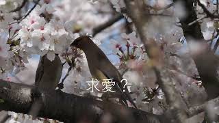 日本の風景　kuni-hiro編集　桜の花に集うレンジャク