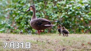 新しい親子が誕生してました　葵区城北公園のカルガモ親子 2024年7月31日