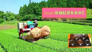 有機紅茶を求めて、うきは市の山間のお茶畑へ。