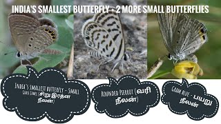 India's smallest butterfly + 2 other small butterflies | இந்தியாவின் மிகச்சிறிய பட்டாம்பூச்சி