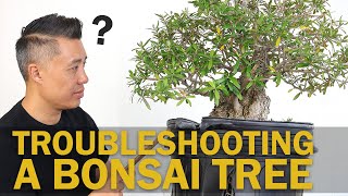 Troubleshooting Bonsai Tree Material : Poor Spring Growth