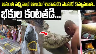 పద్మనాఅనంత భ ఆలయ ‘శాకాహార మొసలి’ కన్నుమూత..| Kerala Vegetarian Crocodile Of Ananthapura Lake Temple