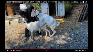 【愛知ヤギ農場】2020.8.15 ② 血統 日本ザーネン種（しらゆり×洋一）の交配　Special Excellence Award Goat　old White male goat meeting