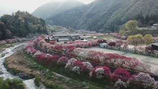 早朝の花桃の里を飛んでみた