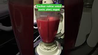 RACIKAN NEKTAR KONIN #nektar harian#nektar burcil#sogon#pleci#sepah raja#korlap