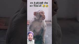 पढा लिखा बन्ना🙊Padha likha Banna #comedy #surajroxfunnyvibeo #monkey #shorts #shortsfeed #shortvideo