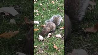 麻省理工學院 可愛松鼠 #麻省理工學院 #mit #cute #squirrel #松鼠#可愛 #shorts #美國 #usa