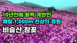 비슬산 참꽃 10년 만에 완벽한 컬러로 만개-참꽃(진달래)군락은 환호와 탄성이 넘쳐 납니다