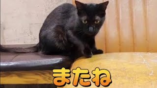 「猫の日 保護猫カフェに行ってきた」magitsuki TV  #猫の日 #猫好き  #猫カフェ #cat