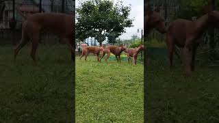 cirneco dell'etna... papi, figlio e figlia