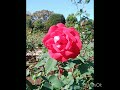 バラ園2024年秋rosegarden