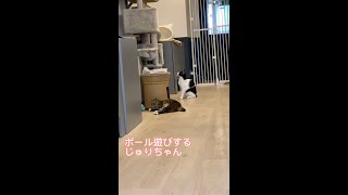 狙われる保護猫 #shorts