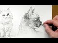 동물 연필 드로잉 고양이 스케치 그림 동물 그림은 항상 재미있어요 cat hand drawing 크로키 데생