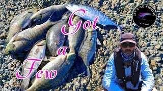 Bonito and blackfish and trying out some Temu minnows for bonito