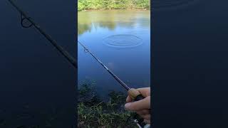How to catch Largemouth Bass on Bluegill