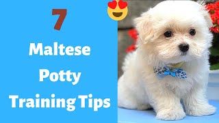 7 Easy and Working Tips to Potty train your Maltese puppy | Maltese Potty Training Tips |