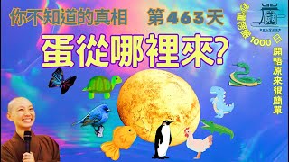 【秒懂楞嚴 #463日】輪迴系統之十二種選項：卵生 – 卵惟想生，展轉不息 蛋從哪裡來…?！ (因世界虛妄輪迴。動顛倒故，…其類充塞。) 見輝法師 字幕版