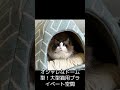 大型の猫ちゃんが快適に過ごせる、おすすめのベッドを5つ紹介します。