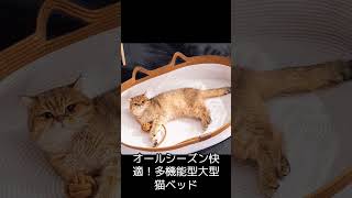 大型の猫ちゃんが快適に過ごせる、おすすめのベッドを5つ紹介します。