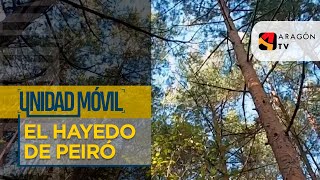 El hayedo de Peiró | EL OTOÑO ESTÁ DE MODA