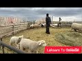 কানাডাতে ছাগলের খামার goat farms in canada