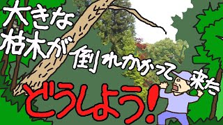 【危険な木】枯れ木が倒れそう!　掛かり木危険　老後はのんびり田舎暮ら