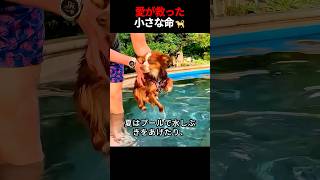 この男性は瀕死の子犬を助け、温かい家庭を与えた