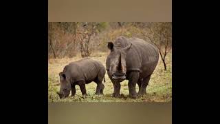 THE BIG FIVE ANIMALS IN KENYA