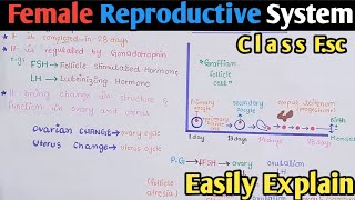 Female Reproductive Cycle | Menstrual Cycle | Menses | Class 12 Biology