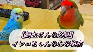 【飼主さん必見】インコちゃんの心の秘密