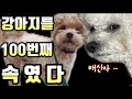 강아지를 100번째 속였다 !! #성우김서영 #강아지