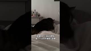 叫不醒我 就踩醒我 猫咪的迷惑行为 这个世界不能没有小猫 撸猫第一视角 这一小坨猫谁受得了